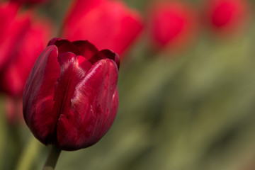 Red Tulip
