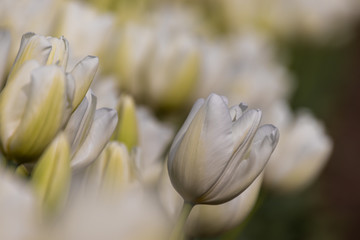 White Tulips