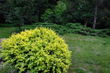 The evergreen shrub boxwood against the backdrop of the botanical garden. shrubs and leafy trees along a grass walking path in a charming garden in an English countryside