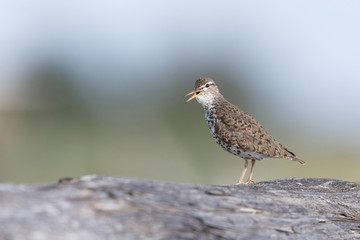 spotted sandpiper bird