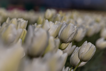 Field of White Tulips
