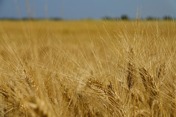 MACRO: Beautiful golden wheat grows in the warm summer sunshine in Provence