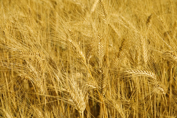MACRO: Beautiful golden wheat flourishes in the warm summer sunshine in Provence