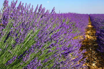 Obraz premium CLOSE UP: Beautiful shot of long rows of lavender stretching out into distance