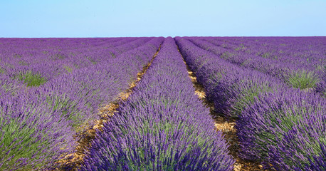 Obraz na płótnie Canvas CLOSE UP: Vibrant violet rows of blooming lavender cover the rural landscape.