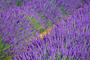 Fototapeta na wymiar CLOSE UP: Detailed view of fragrant violet lavender shrubs in the peak of summer