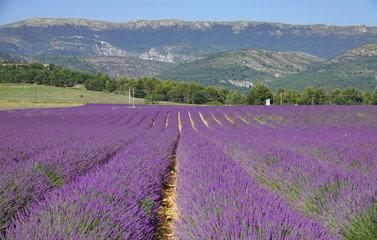 Beautiful green mountains overlook the blossoming fields of lavender in Provence
