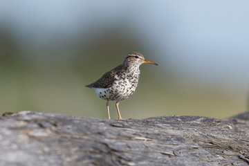 spotted sandpiper bird