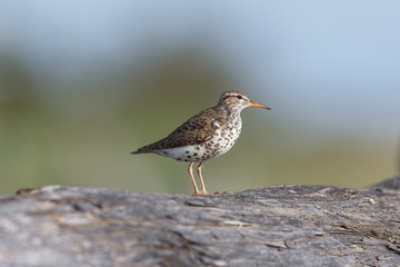 spotted sandpiper bird