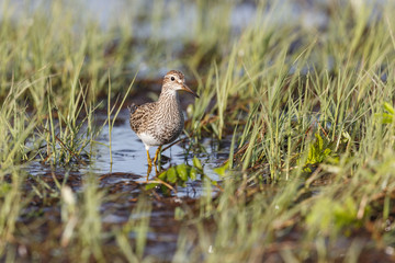 pectoral Sandpiper bird