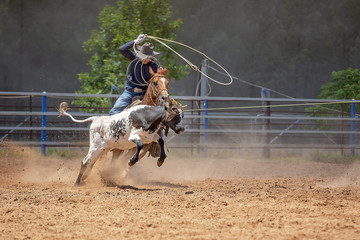 Calf Roping At An Australian Rodeo