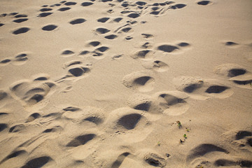 Texture of the sea beach light crumbly sand.