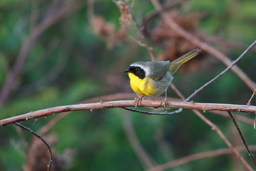 Common Yellowthroat bird