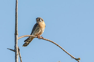 american kestrel bird