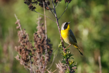 Common Yellowthroat bird