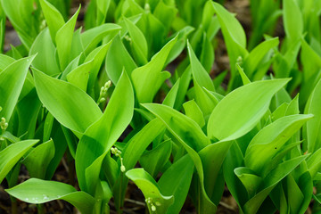 Green Lily of the Valley leaves about to flower after a rain in Toronto