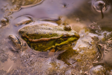 One big green frog sits in the water of a pond among muddy yellow algae.