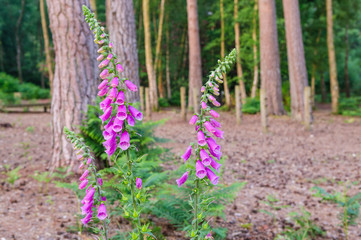 pink bell flower in the forest