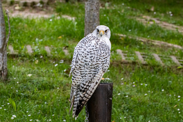 hawk