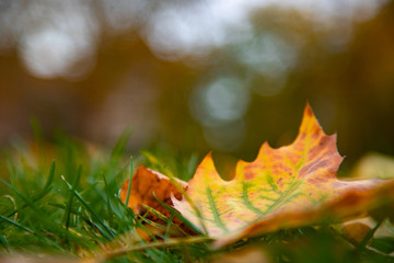 Leaf2