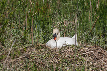 Mute Swan bird