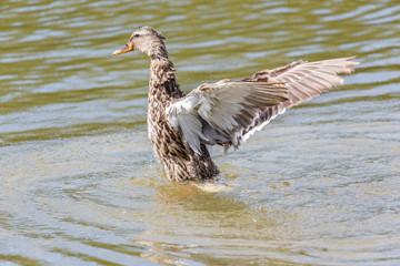female mallard duck