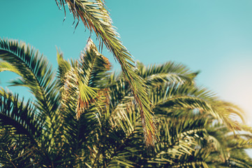 Palm tree against blue sky, vintage toned
