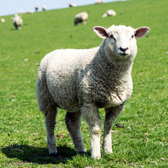 Schaf  guckt in die Kamera, Deichpflege in Nord- und Ostfriesland 