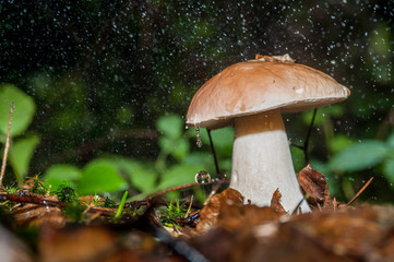 mushroom in the forest, borowik szlachetny Boletus edulis
