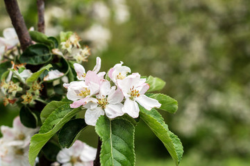 Beautiful blooming apple trees in spring park close up - 270300691