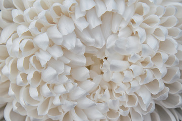 light closeup of white Chrysant flower