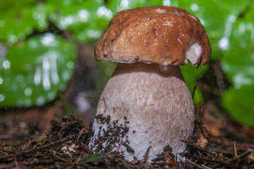 mushroom in the forest ,Boletus edulis, borowik szlachetny