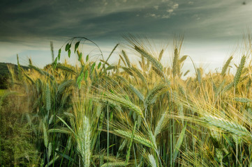 field of barley , hordeum
