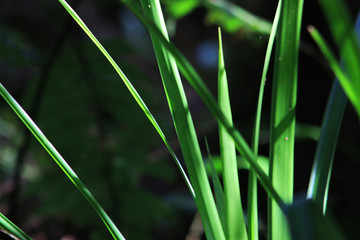 A plant with bright green leaves that are also the stem