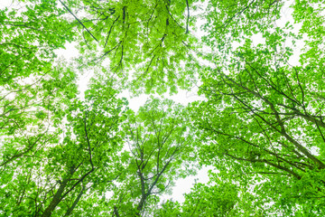 Tree branches with green leaves and bright sky.