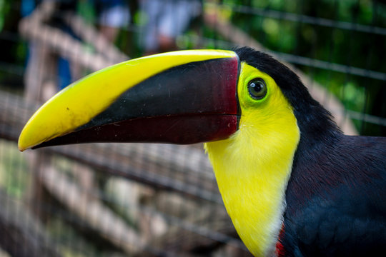 Ave tropical, llamada Tuc&aacute;n en cautiverio en zoologico en La Paz Waterfall Gardens, Costa Rica 