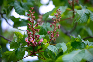 Chestnut tree in spring: inflorescence and lush foliage