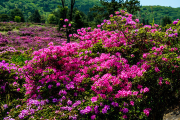 万年山のミヤマキリシマ