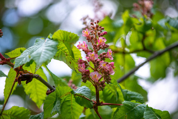 Chestnut tree in spring: inflorescence and lush foliage