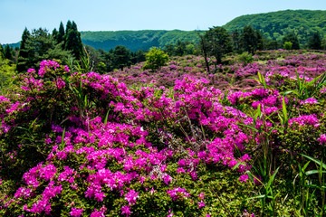 万年山のミヤマキリシマ