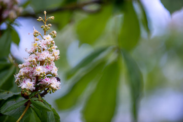 Chestnut tree in spring: inflorescence and lush foliage