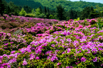 万年山のミヤマキリシマ