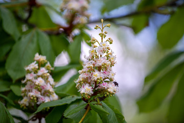 Chestnut tree in spring: inflorescence and lush foliage