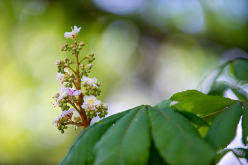 Chestnut tree in spring: inflorescence and lush foliage