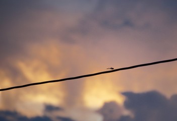 夕暮れとトンボ