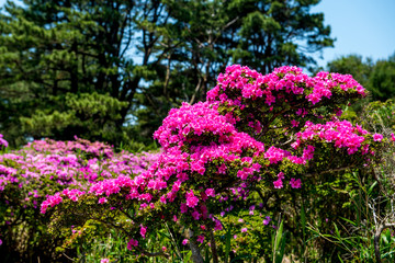 万年山のミヤマキリシマ