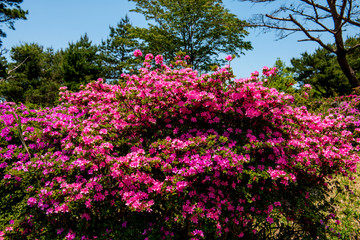 万年山のミヤマキリシマ