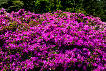 万年山のミヤマキリシマ