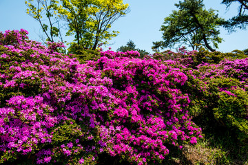 万年山のミヤマキリシマ