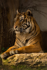 Sumatran tiger (Panthera tigris sondaica).